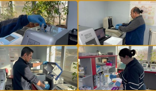 Domatesle Yenilebilir Aşı Üretimi Hedefleniyor