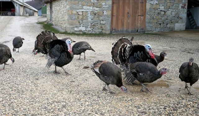 Eflani ve Kandıra hindileri yılbaşı için satışa hazır