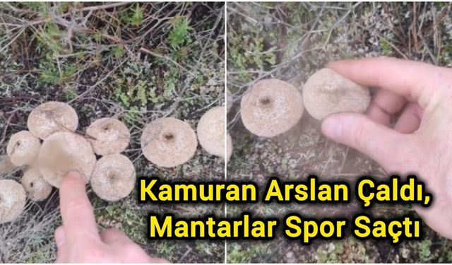 Kamuran Arslan Çaldı, Mantarlar Spor Saçtı