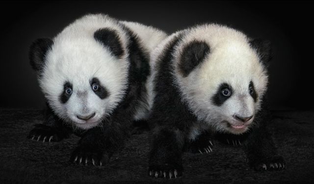 Japonya 50 yıl sonra pandasız kalacak