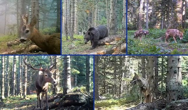 Yaban hayvanları fotokapanla görüntülendi