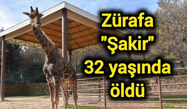 Zürafa "Şakir" 32 yaşında öldü