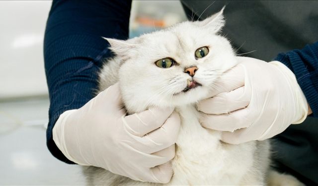 Zoonotik hastalıklara karşı Türkiye güçleniyor