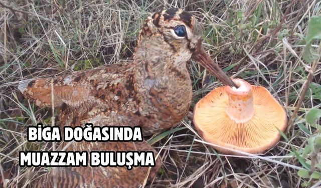 Biga doğasında muazzam buluşma
