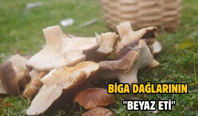 Biga dağlarının "beyaz eti"