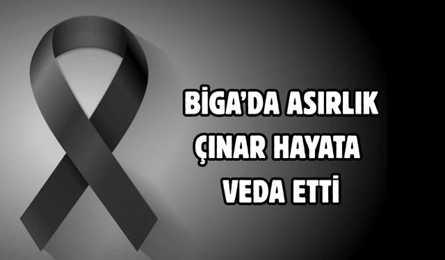 Biga’da asırlık çınar hayata veda etti