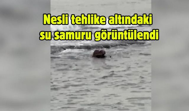 Nesli tehlike altındaki su samuru görüntülendi