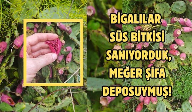 Bigalılar süs bitkisi sanıyorduk, meğer şifa deposuymuş