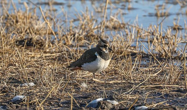 Dondurucu soğuklara rağmen 35 kuş türü yaşıyor