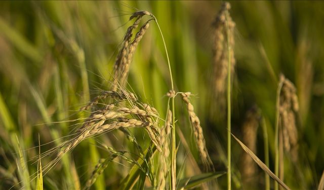Çeltik alım fiyatları açıklandı