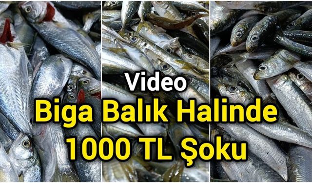 Biga Balık Halinde 1000 TL Şoku