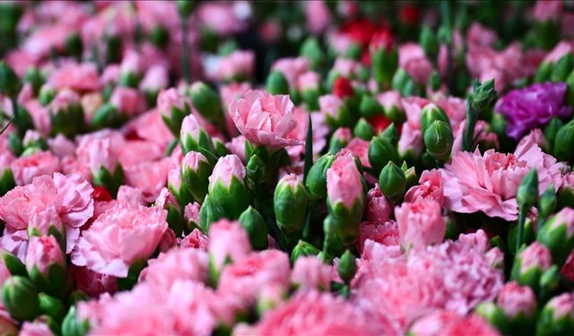 Türkiye’den 2025'te 83 ülkeye çiçek ihracatı yapıldı