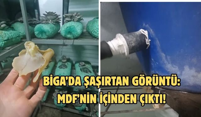 Biga’da şaşırtan görüntü: MDF’nin içinden çıktı!
