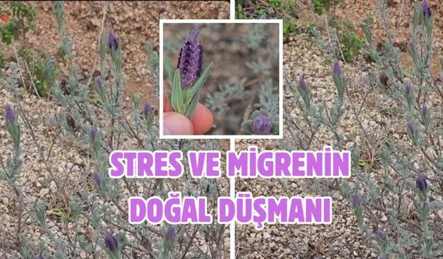 Stres ve migrenin doğal düşmanı