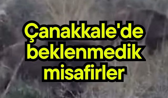 Çanakkale'de beklenmedik misafirler