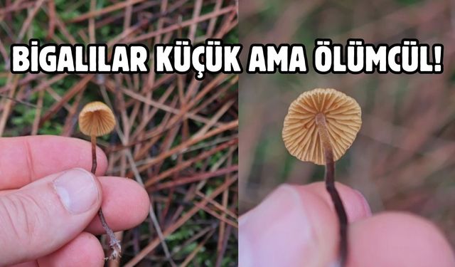 Bigalılar küçük ama ölümcül!