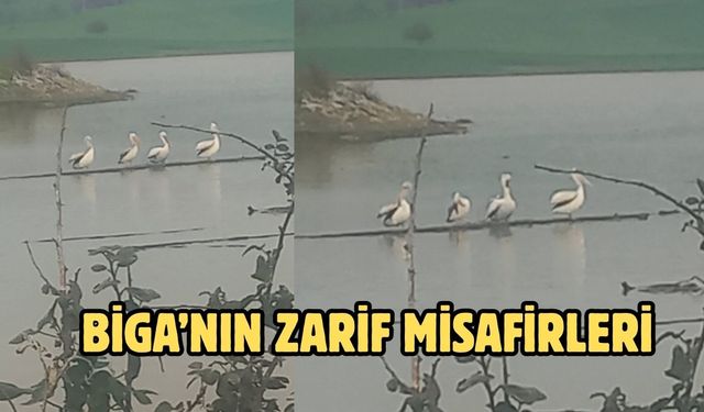Biga’nın Zarif Misafirleri