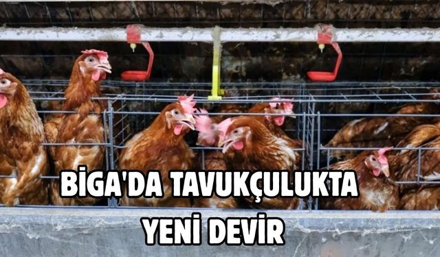 Biga'da Tavukçulukta Yeni Devir