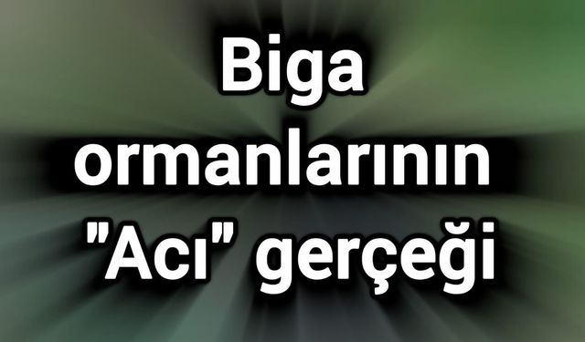 Biga ormanlarının ‘Acı’ gerçeği