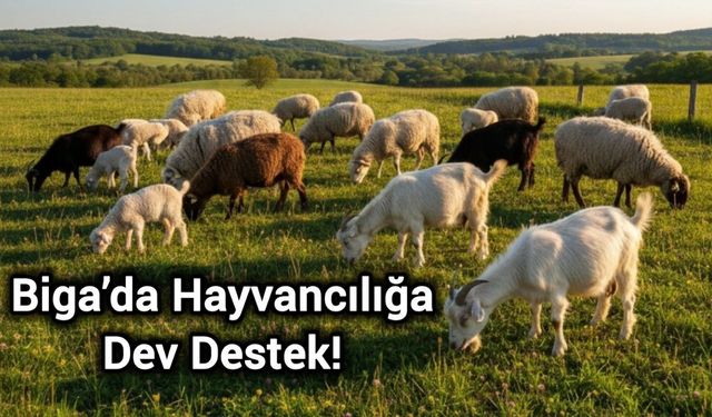 Biga’da Hayvancılığa Dev Destek: "Kırsalda Bereket, Küçükbaşa Destek" Başlıyor!