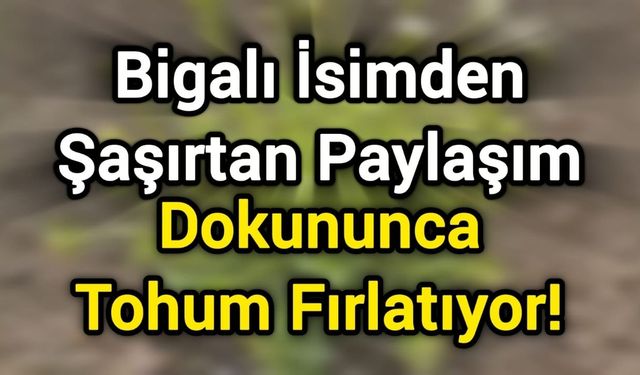Bigalı İsimden Şaşırtan Paylaşım: Dokununca Tohum Fırlatıyor!