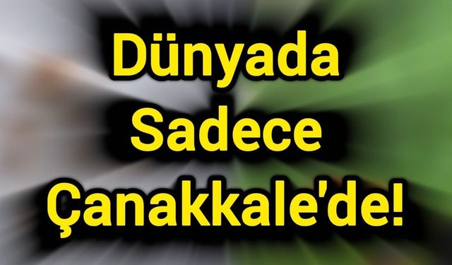 Çanakkale Boğazı’nın adı bu böcekte yaşayacak