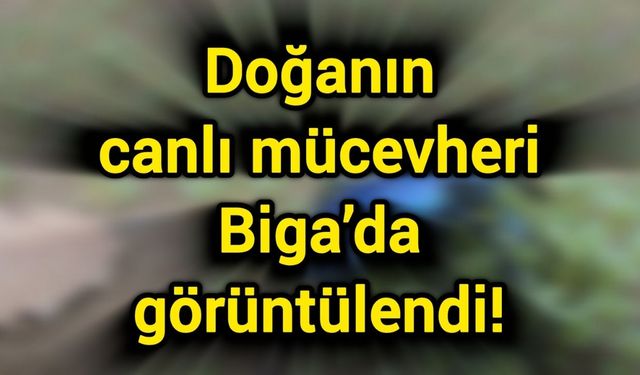 Doğanın canlı mücevheri Biga’da görüntülendi!