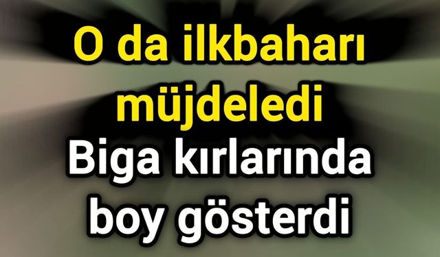 O da ilkbaharı müjdeledi: Biga kırlarında boy gösterdi