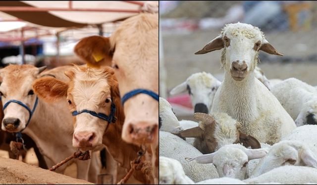 Türkiye’nin hayvan varlığı güçleniyor