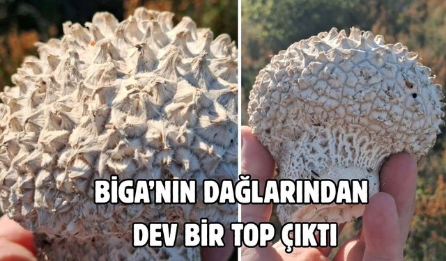 Biga’nın dağlarından dev bir top çıktı