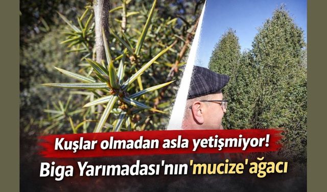 Kuşlar olmadan asla yetişmiyor! Biga Yarımadası’nın "mucize" ağacı