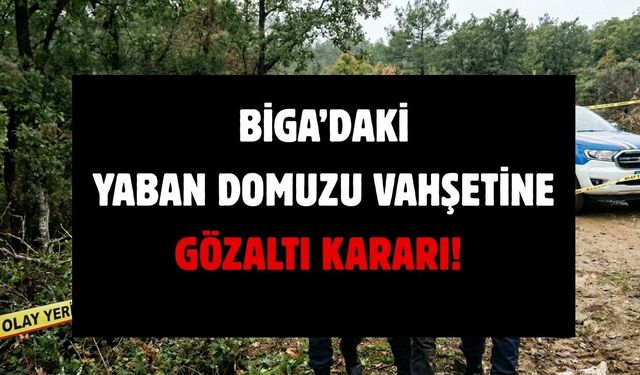Biga’daki Yaban Domuzu Vahşetine Gözaltı Kararı!
