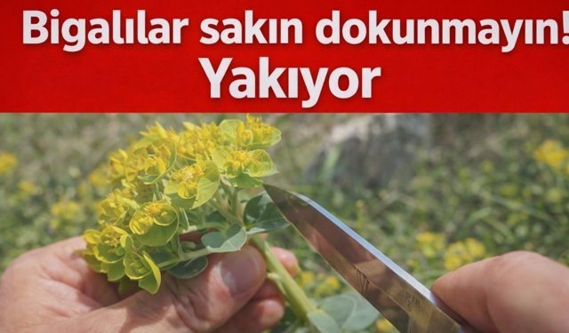 Bigalılar sakın dokunmayın! Yakıyor