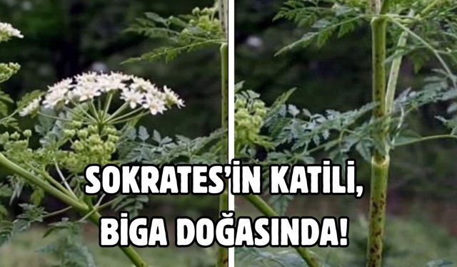 Sokrates’in Katili, Biga doğasında!