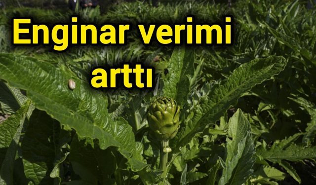 Enginar verimi arttı