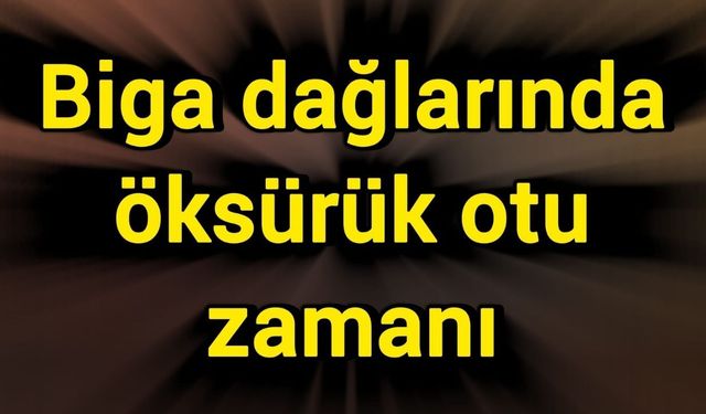 Biga dağlarında öksürük otu zamanı