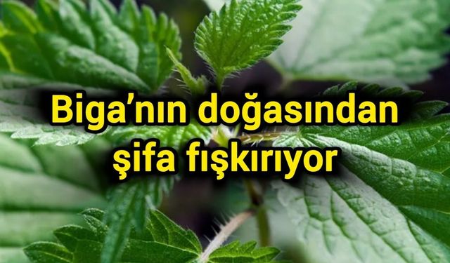 Biga’nın doğasından şifa fışkırıyor