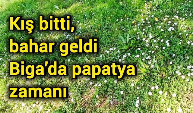 Kış bitti, bahar geldi: Biga’da papatya zamanı