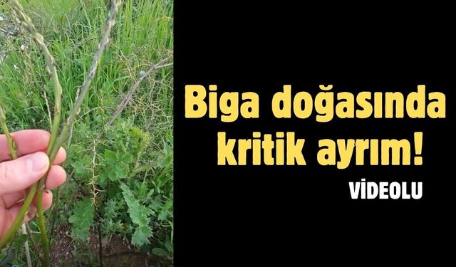 Biga doğasında kritik ayrım!