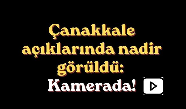 Çanakkale açıklarında nadir görüldü: Kamerada!