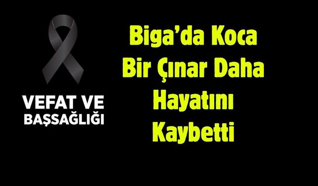 Biga’da Koca Bir Çınar Daha Hayatını Kaybetti