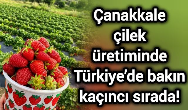 Çanakkale çilek üretiminde Türkiye’de bakın kaçıncı sırada!