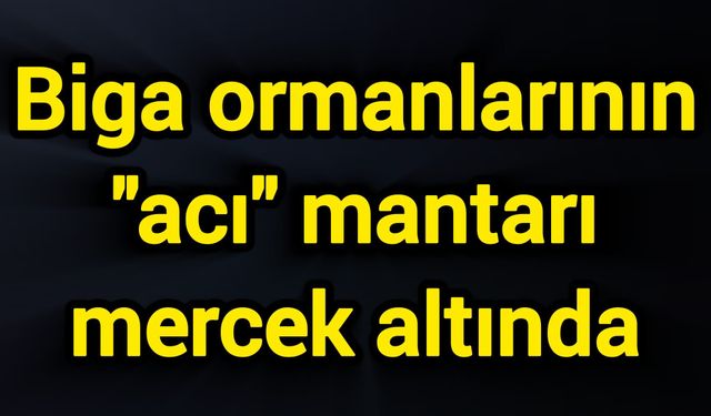 Biga ormanlarının "acı" mantarı mercek altında