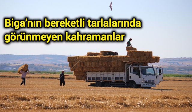 Biga’nın bereketli tarlalarında görünmeyen kahramanlar