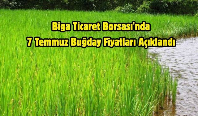 Biga Ticaret Borsası'nda 7 Temmuz Buğday Fiyatları Açıklandı