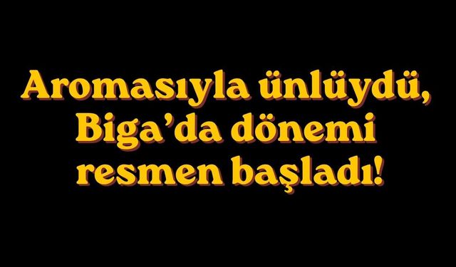 Aromasıyla ünlüydü, Biga’da dönemi resmen başladı!