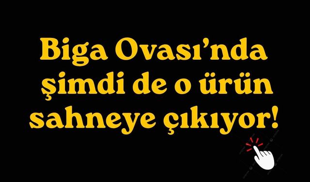 Biga Ovası’nda şimdi de o ürün sahneye çıkıyor!