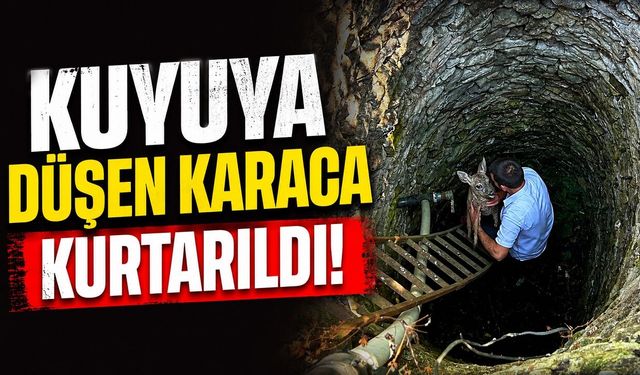 Kuyuya düşen karaca kurtarıldı