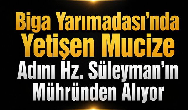 Biga Yarımadası'nda yetişen mucize: Adını Hz. Süleyman’ın mühründen alıyor!