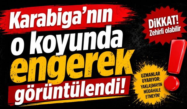 Karabiga’nın o koyunda engerek görüntülendi!